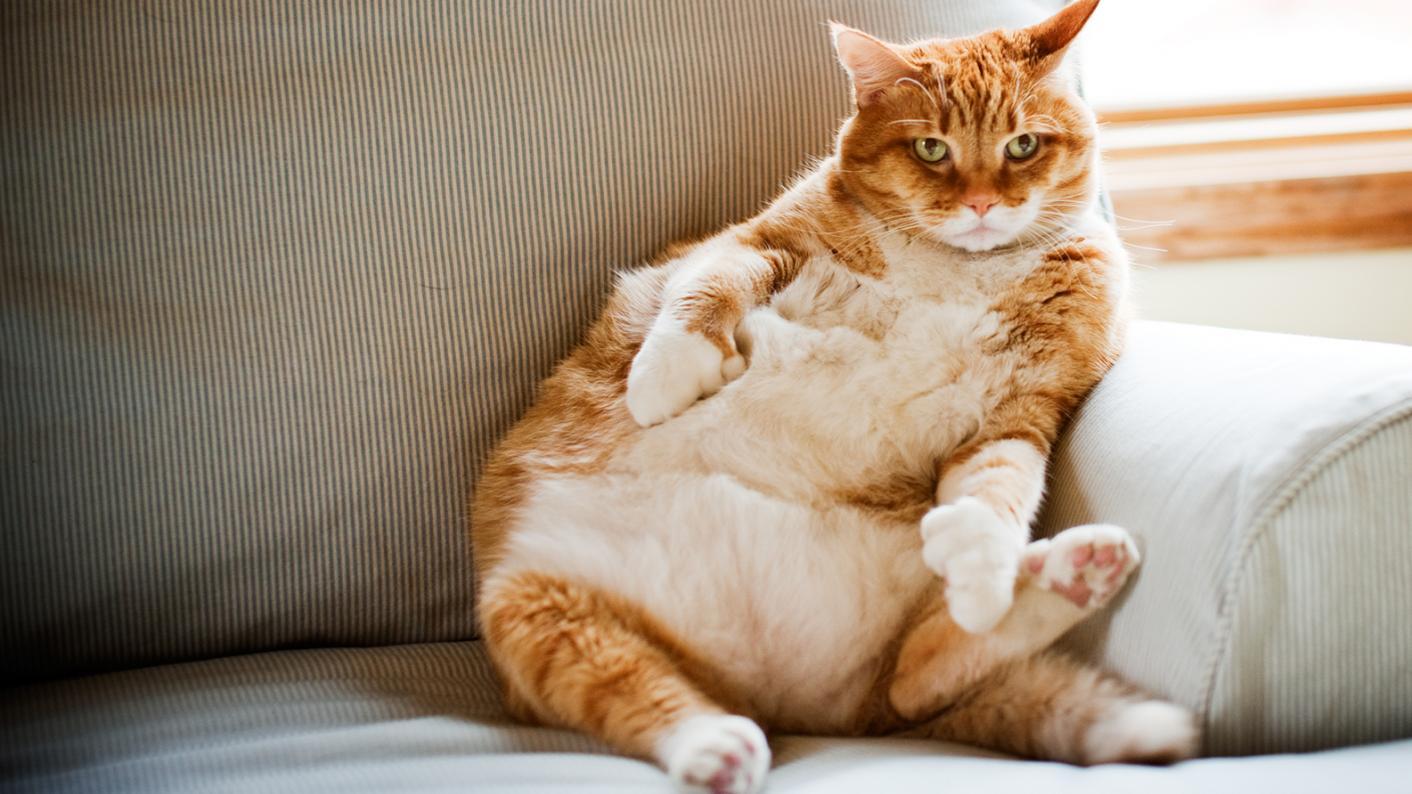 Image result for fat cat